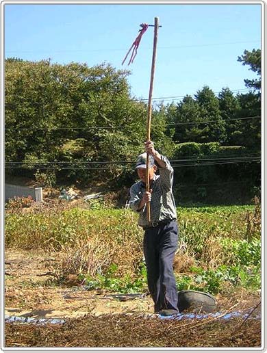 도리깨는 노가리 나무로 만들었다고 한다. 